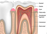牙齒構造組成